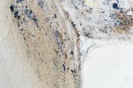 Why You Should Choose Our Mold Remediation Services in Tusculum, TN